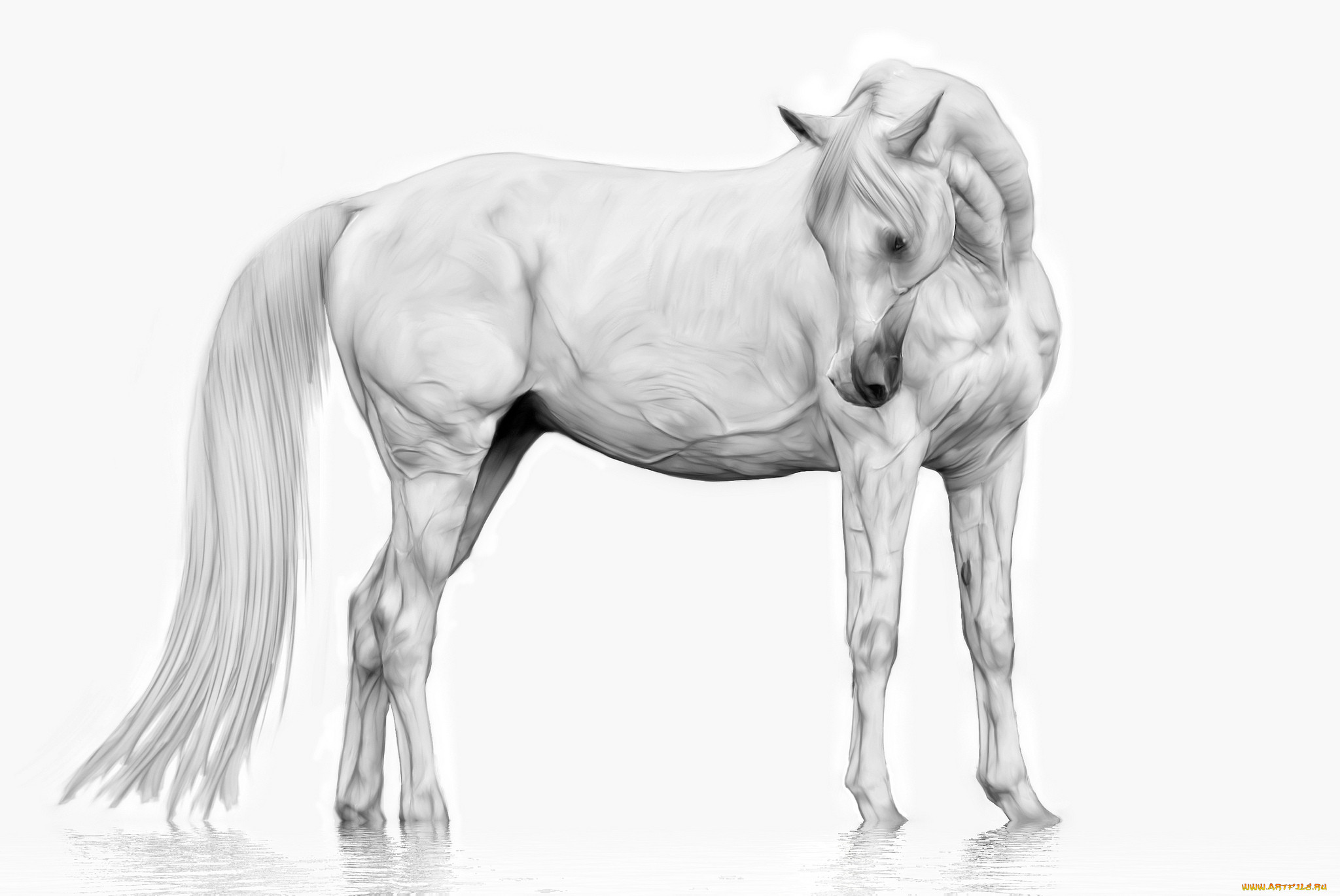 Лошадь карандашом на белом фоне